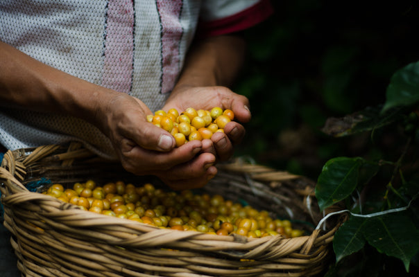 Better Together: How Hispanic Heritages have Influenced and Enriched the American Coffee Industry