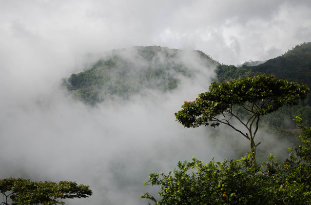 High Altitudes and Healthy Rewards: The Top Four Benefits of Drinking Mountain Grown Coffee