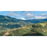 Organic Cajamarca Microlot - Lifeboost Coffee