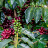 Organic Cajamarca Microlot - Lifeboost Coffee